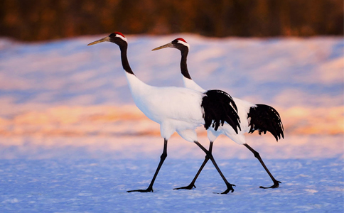 ����Ԥ���ͼ����� ���ܷ�ũ��FOMC�ذ���Ϯ